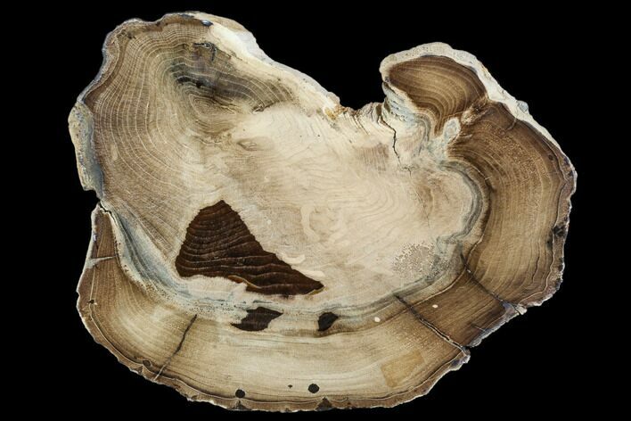 Petrified Wood (Cherry) Round - McDermitt, Oregon #104899